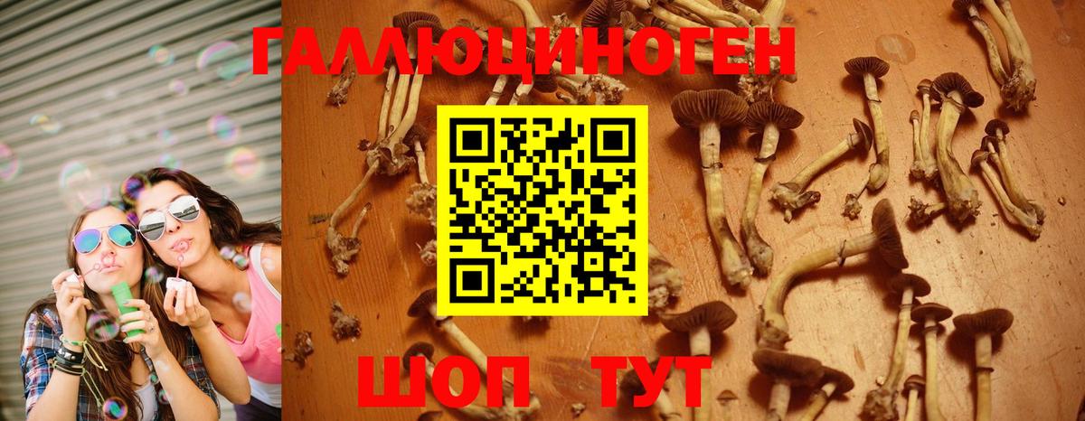 Псилоцибиновые грибы MAGIC MUSHROOMS  Светлоград  Псилоцибиновые грибы Psilocybine cubensis 