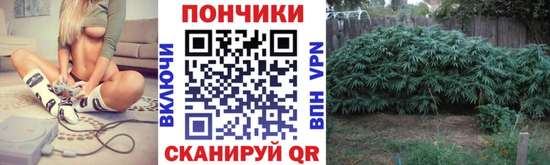 Бошки марихуана THC 21%  Светлоград 